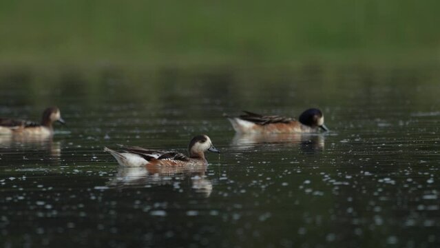 Group of Creston ducks swimming through a peaceful lagoon at sunset