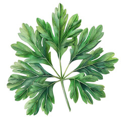 Galbanum Leaf