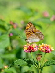 Closeup of a butterfly perched on a flower in a green field