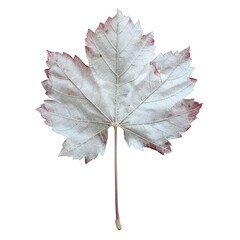vinfera leaf