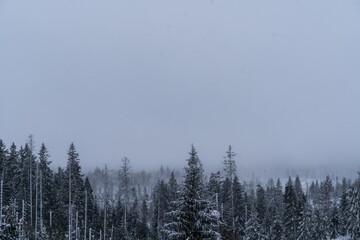 Beautiful landscape of a winter forest during a cloudy weather