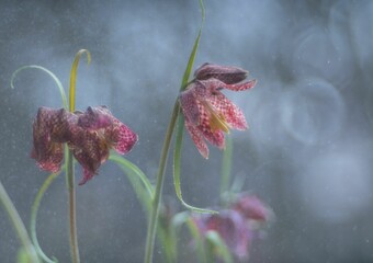 Chess hazel grouse (Fritillaria meleagris) in the garden