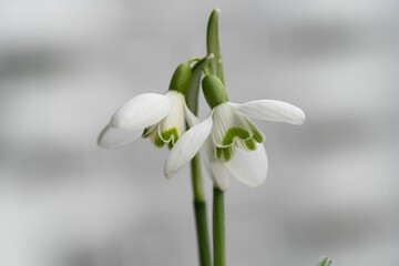 Fototapeta premium White snowdrops growing in the garden