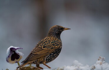 Selective focus shot of a common starling bird perched on a snowy busb