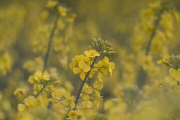 Vibrant bouquet of yellow canola blooms