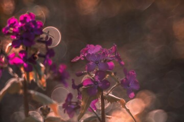 Beautiful purple flowers blooming with bokeh in the background