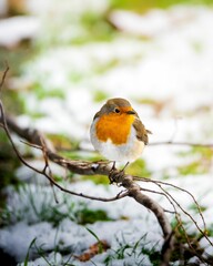 a small red robin perches on a tree branch in the snow
