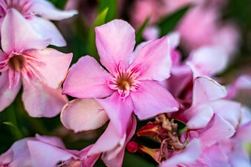 Pink Nerium Oleander flowers with long petals