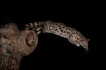 Common genet (Genetta genetta) jumping from trunk at night, Avila ,Spain - stock photo