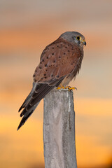 European kestrel, common kestrel (Falco tinnunculus), Avila, Spain - stock photo