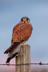 European kestrel, common kestrel (Falco tinnunculus), Avila, Spain - stock photo