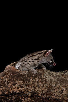 Common genet (Genetta genetta) on trunk at night, Avila ,Spain - stock photo
