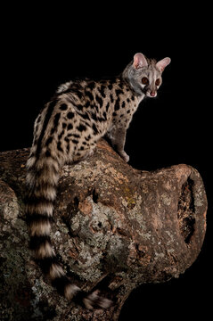 Common genet (Genetta genetta) on trunk at night, Avila ,Spain - stock photo