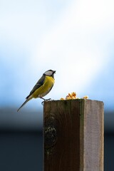 a Eurasian blue tit perched on top of a wooden post