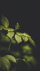 a close up of leaves on a branch in the dark