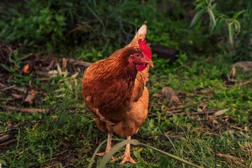 Closeup image of a rooster with a soft, out of focus background
