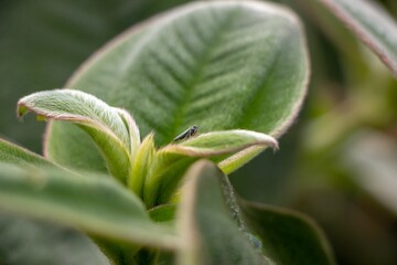 Close-up of a small insect on a vibrant green leafy plant