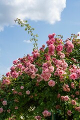 Obraz premium Vibrant rose bush full of blooming climbing roses basks in the warm sunlight