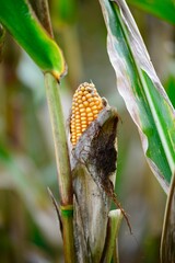 Closeup shot of a yellow ear of corn, featuring vibrant yellow kernels sticking out of the husk