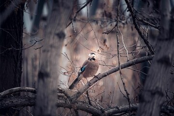 Eurasian jay bird perched on a dead tree branch in an eerie forest
