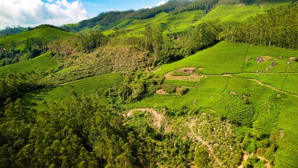 Aerial view of greenery field surrounded by dense trees