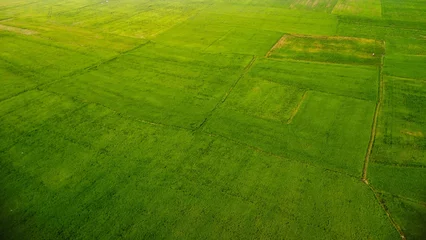 Poster Aerial view of a green paddy field in Upper Kuttanad, India © Wirestock