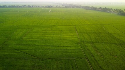 Aerial view of a green paddy field in Upper Kuttanad, India