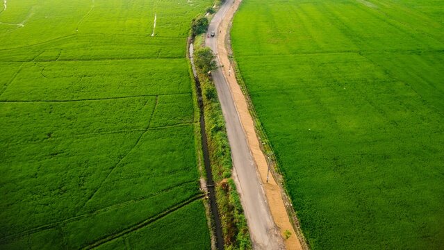 Aerial view of a rural road winding through a lush green paddy field in Upper Kuttanad, India
