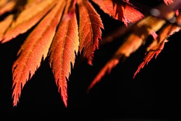 Of a vibrant red autumn leaf suspended from a thin branch of a tree, illuminated by warm sunlight