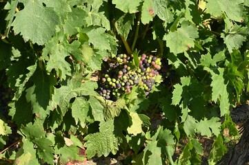 Closeup of a bunch of grapes in sunlight