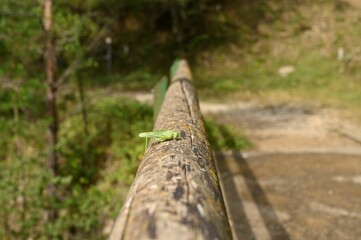 Closeup of a grasshopper peched on a tree log