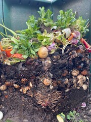 vegetables on the ground - kompost