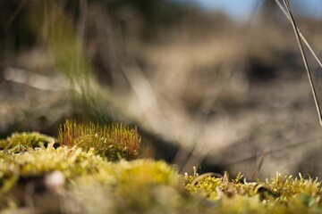 Scenic view of small green plants growing in abundance on the sloping hillside