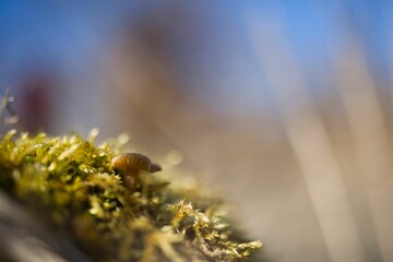Tiny mushroom growing on a grassy hillside, surrounded by lush green foliage
