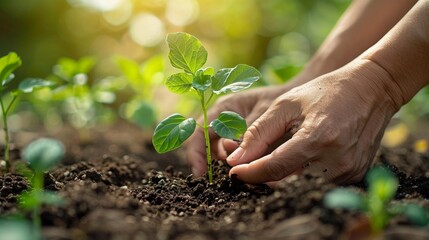 Closeup of a gardener hands planting a delicate seedling - obrazy, fototapety, plakaty