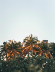 Fototapeta na wymiar palm trees are against the clear sky as they sit near some rocks