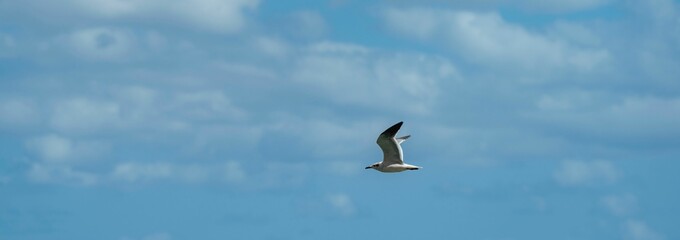 Obraz premium seagull flying against a clear blue sky and some clouds
