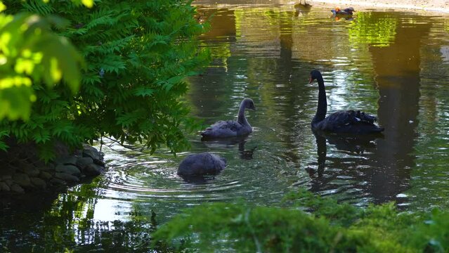 black swan with its chicks