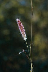 Vibrant pink grass flower against the backdrop of a sunset sky