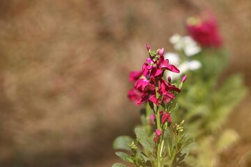 there are a lot of red and white flowers in this picture
