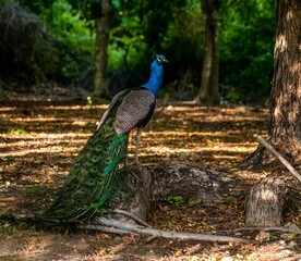 Vibrant peacock perched beside an old-growth tree in a sprawling, verdant meadow