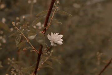 Small white Polyanthes tuberosa flower blooming on a green twig growing from a branch of a bush