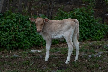 Cow stands in a lush green field, surrounded by tall bushes and plants