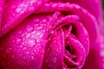 Closeup shot of a pink rose with water droplets