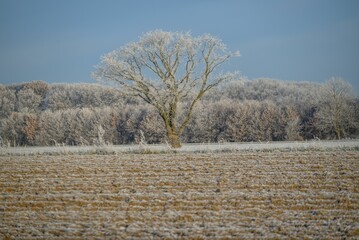 Winter landscape in Westphalia, featuring a solitary tree in the middle of a snow-covered field
