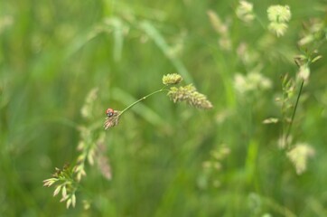Close-up shot of a Seven-spot ladybird perched atop a flower