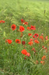 Vibrant and colorful field of red poppy flowers growing in a lush, grassy area of a garden