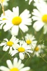 Obraz premium Lush meadow of flowering plants, featuring a variety of daisies in full bloom