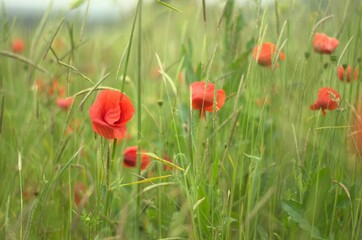 Vibrant and colorful field of red poppy flowers growing in a lush, grassy area of a garden