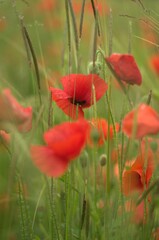Vibrant and colorful field of red poppy flowers growing in a lush, grassy area of a garden